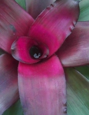 NEOREGELIA Voodoo Doll